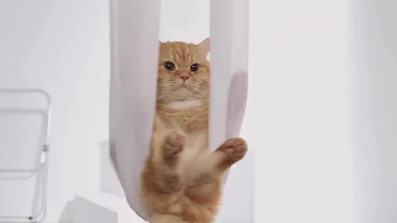 Swinging Kitty: Adorable Moments in Motion 🐱💖