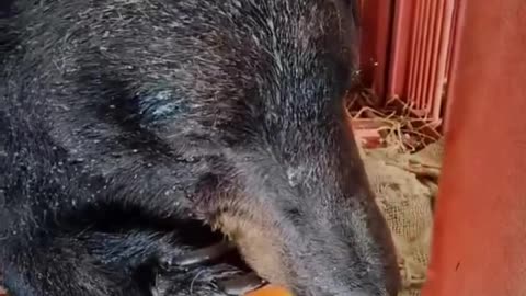 Rescue a poor bear…