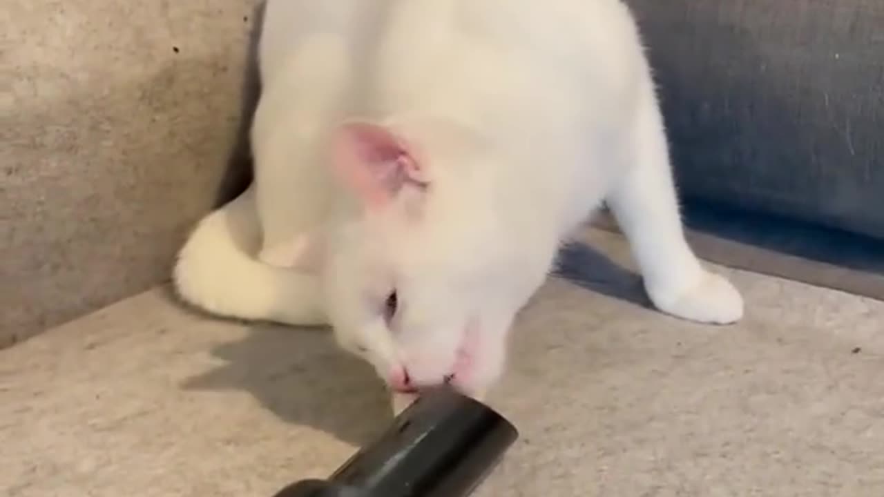 "Curious Cat Trapped in Vacuum Pipe Fun! 🐱😆"