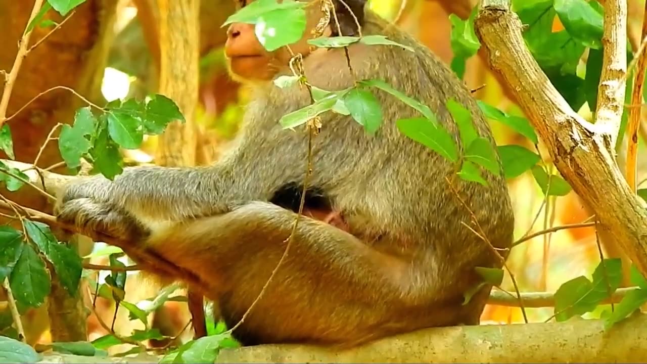 How Hawk Hunting Squirrel Agility