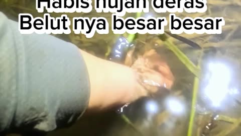 catching eels by hand at night