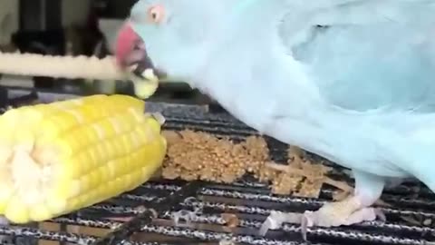 Smart And Funny Parrots Parrot Talking Videos Compilation (2023) - Cute Birds #25