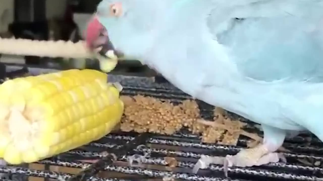 Smart And Funny Parrots Parrot Talking Videos Compilation (2023) - Cute Birds #25