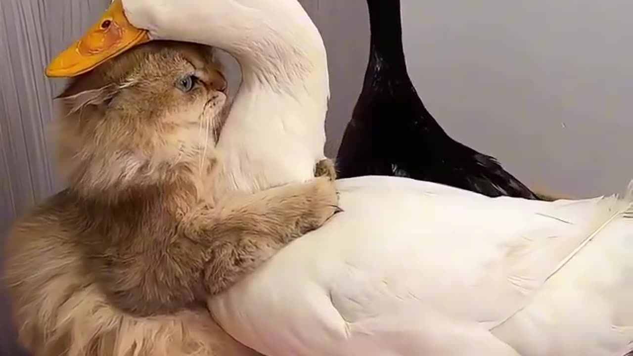 Best friends 🐱🦆❤️