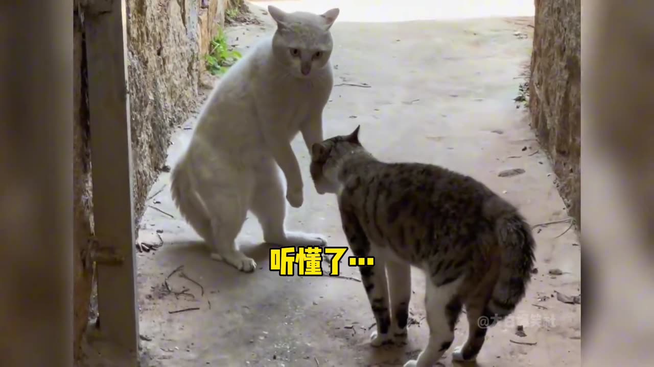 Funny video of two cats fighting video 2025 skc.com 127