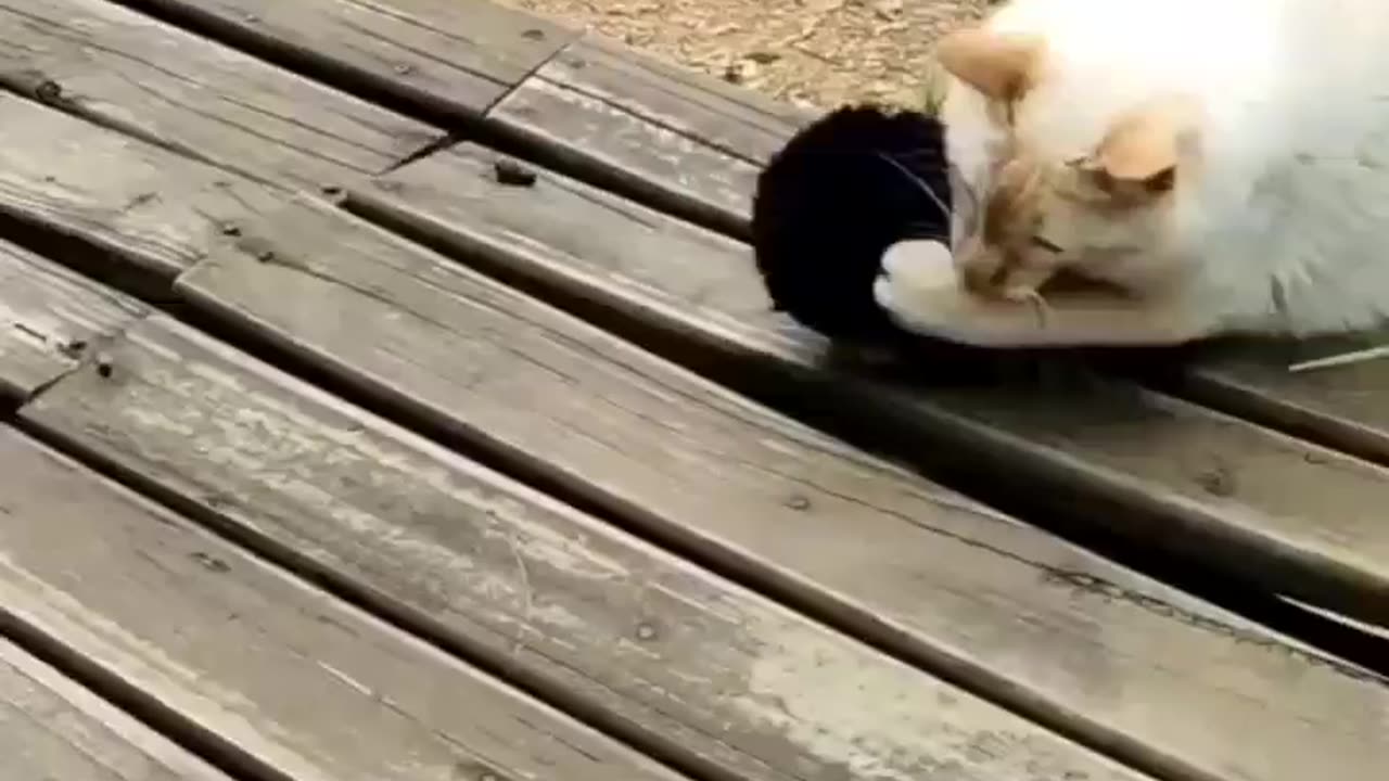 Adorable Cats Who Love Making a Scene