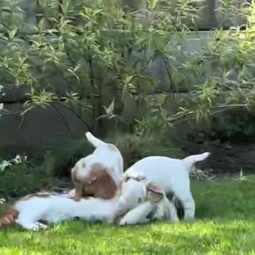 The cat will never be bored