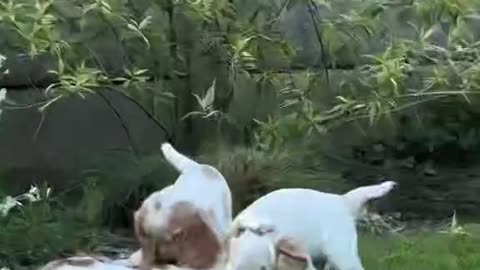 The cat will never be bored