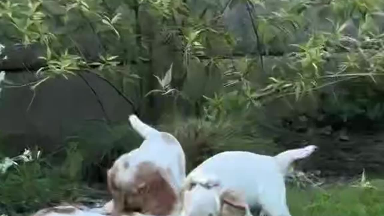 The cat will never be bored