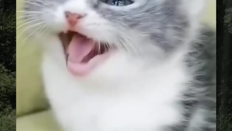 Cute Kitten playing