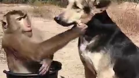 Funny animals😂😂😂😂