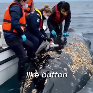 The Most UNSUNG Heroes of the Ocean!