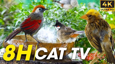 Video For Cats To Watch - Nature’s Best Entertainment For Your Feline Friends Part 2