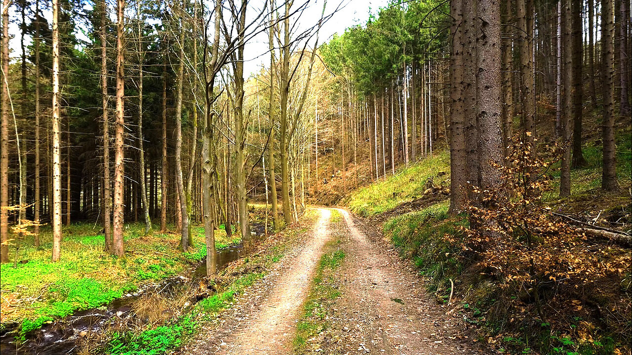 Where The Wild Garlic Grows - Forest With River Sound ASMR