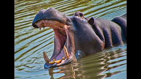 Deadly Secrets of the Hippopotamus !