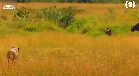 LIFE OF SAVANNAH | Apex Predators Survive in the Heart of Africa | Nature Animal Documentary