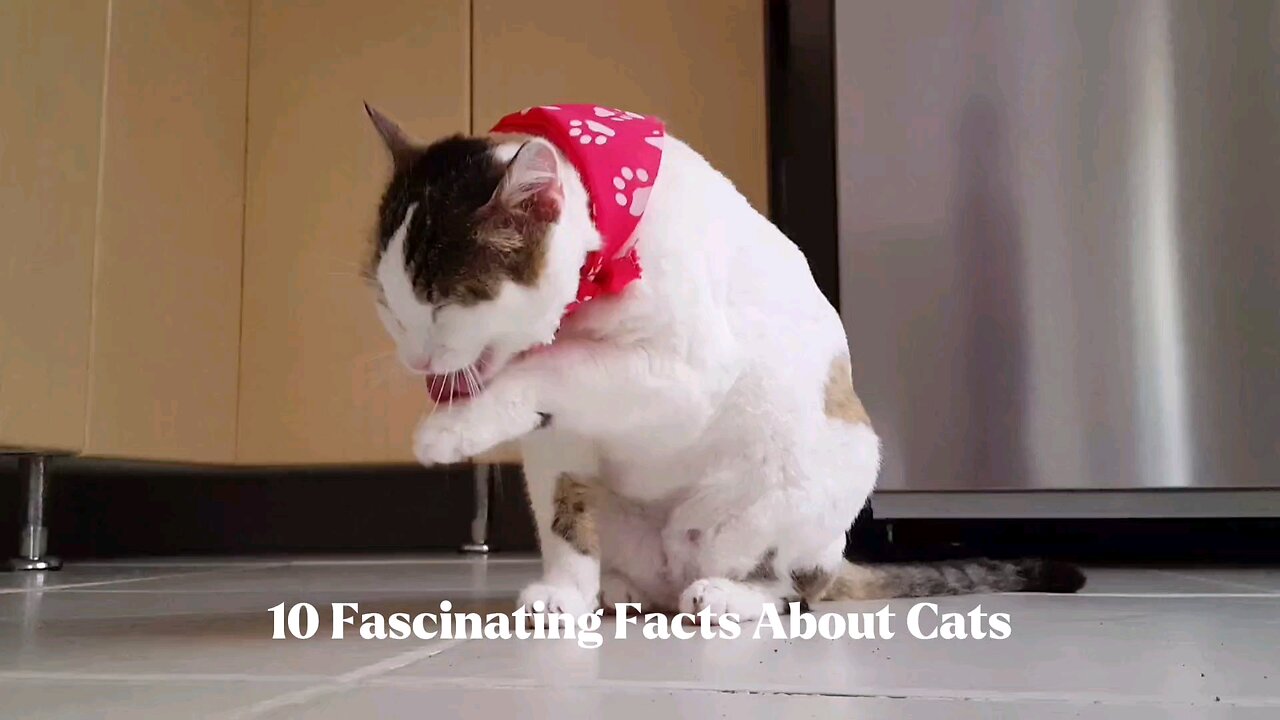 10 Fascinating Cat Facts You Didn’t Know! (Cute & Surprising)