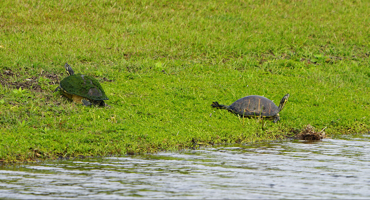 Two large painted turtles and a great blue heron flying