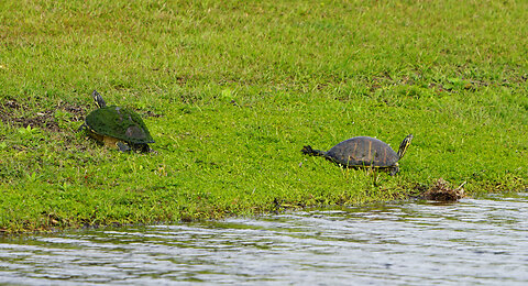 Two large painted turtles and a great blue heron flying