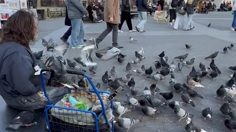 Man Has Masterfully Trained New York Pigeons