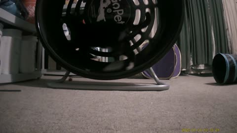 Cookie Cutter The Cat Filmed On Exercise Wheel By Haza PR800 Wild Camera, Dbn, MI, 1/21/25