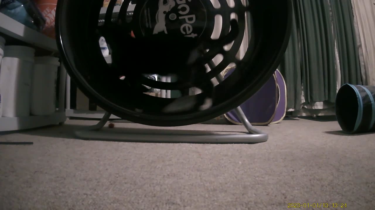 Cookie Cutter The Cat Filmed On Exercise Wheel By Haza PR800 Wild Camera, Dbn, MI, 1/21/25