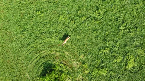 Farm Flight #4 - 8/7/2021