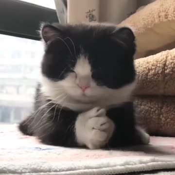 cute sleepy cat