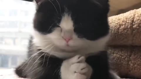 cute sleepy cat
