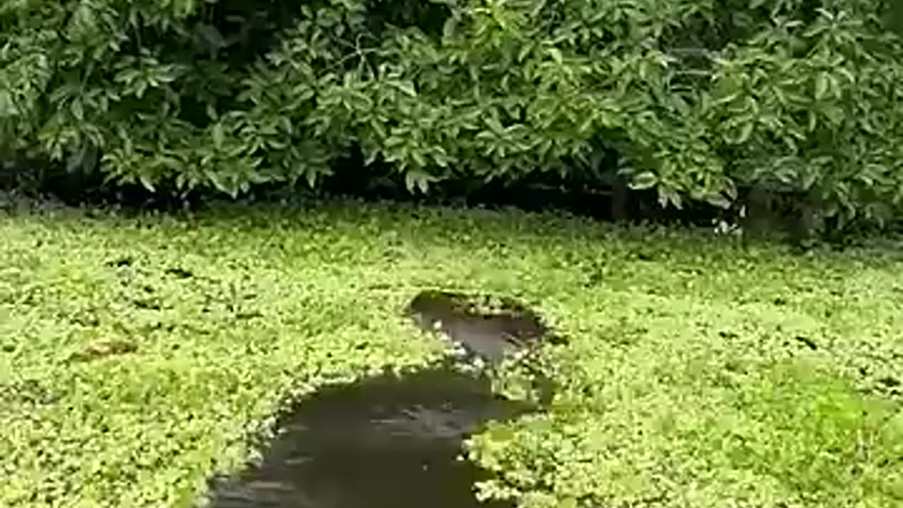 Amazon Rainforest Discovery Series