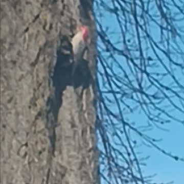 Woodpecker queens