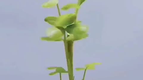 Germination of peanut