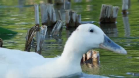 White duck || bird