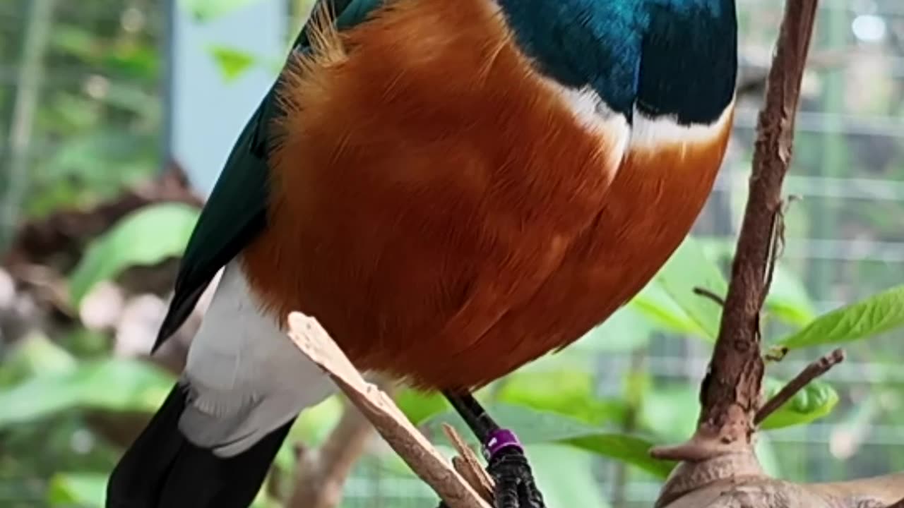 Highlights: A Long Moment- New Friend: Azure - A Superb Starling #bird #cute #birdwatching