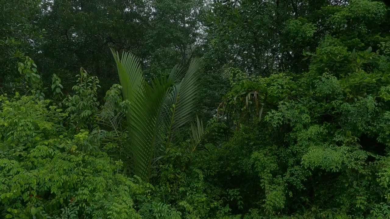 Amazon Rainforest