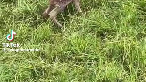 cows found a baby deer