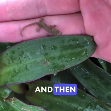 Gecko's Hand