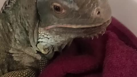 Iguana In A Basin?!