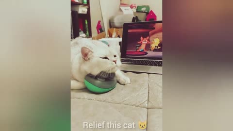 funny cats video