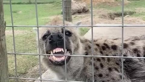 HYENA