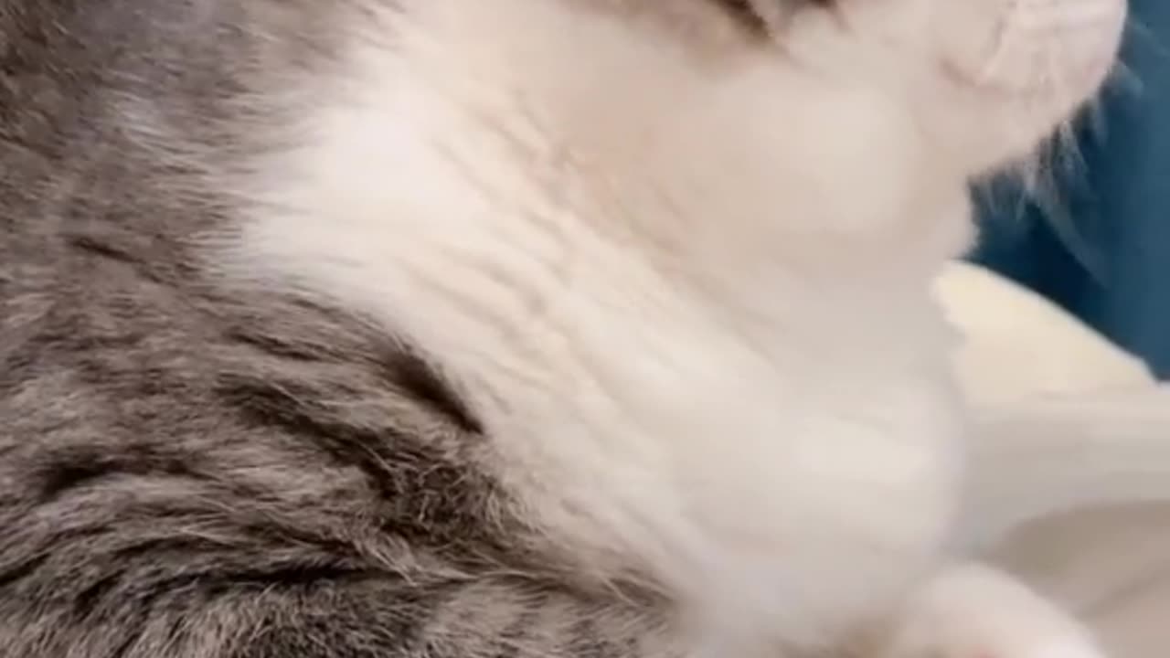 "Really beautiful; a gorgeous cat with a great temperament."