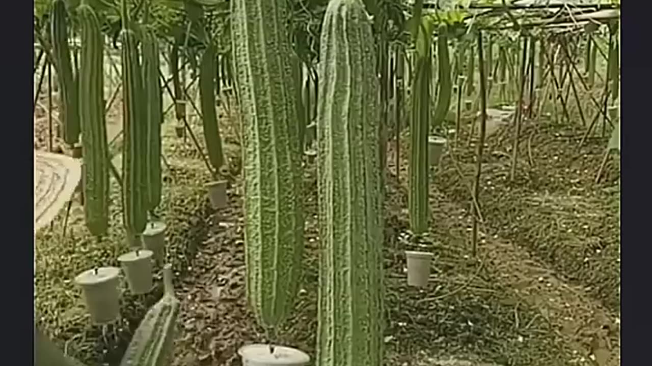 Smart farmer farming vegetables with new technical