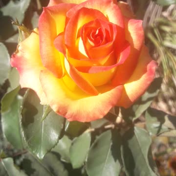 The Secret of the Rose