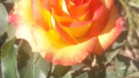 The Secret of the Rose
