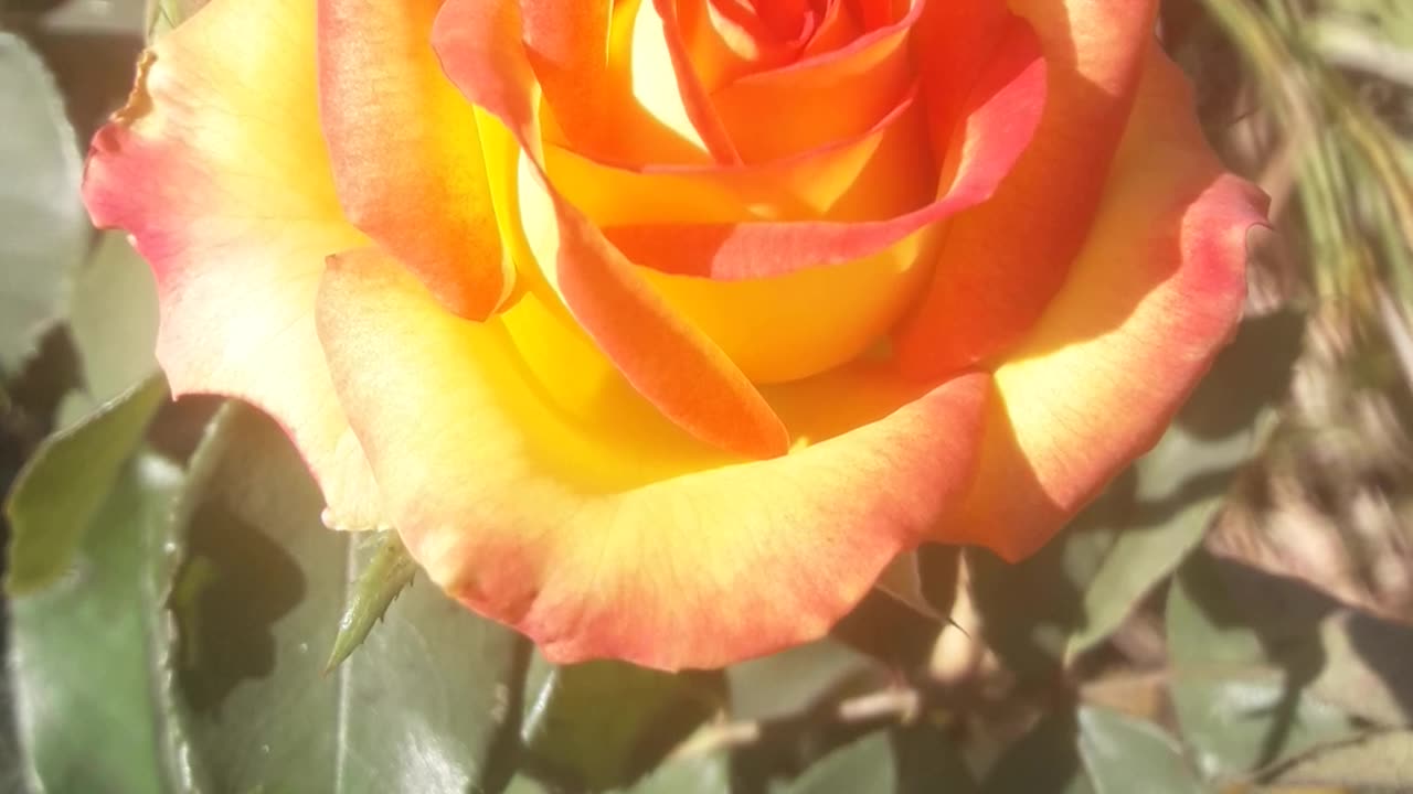 The Secret of the Rose