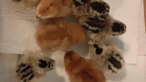 New babies, Rhode Island Red an silkies