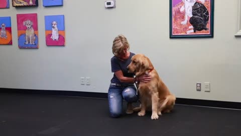 Positive Reinforcement Dog Training