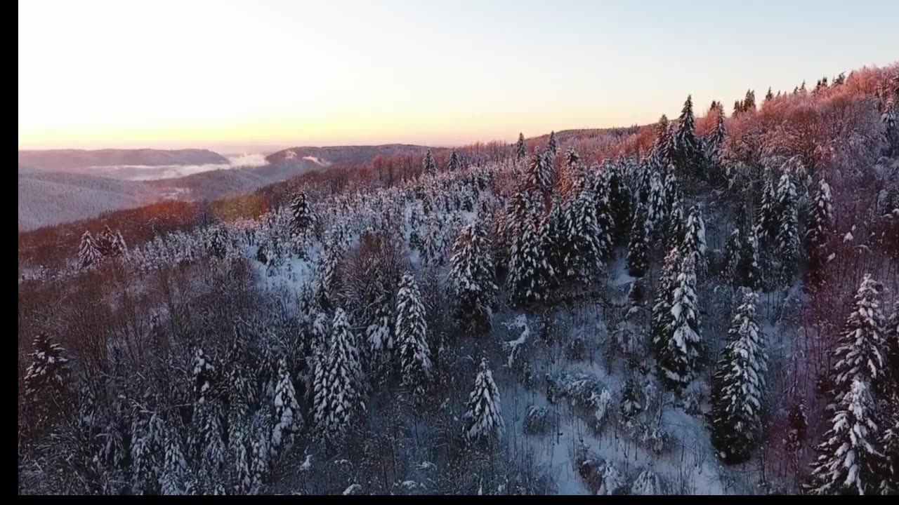 Manifest Abundance and Law of Attraction Meditation with Birds & Forest Sounds