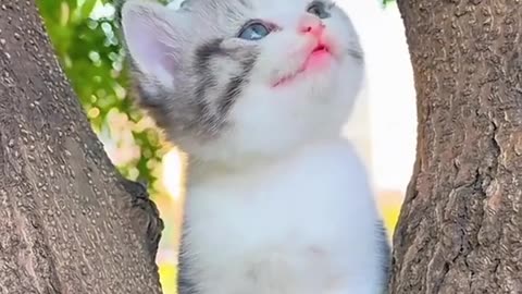 Pretty Meow