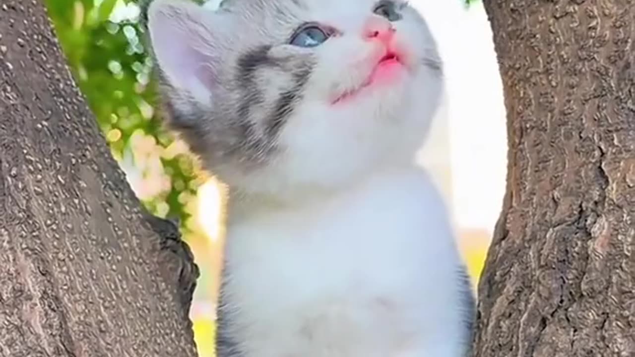 Pretty Meow